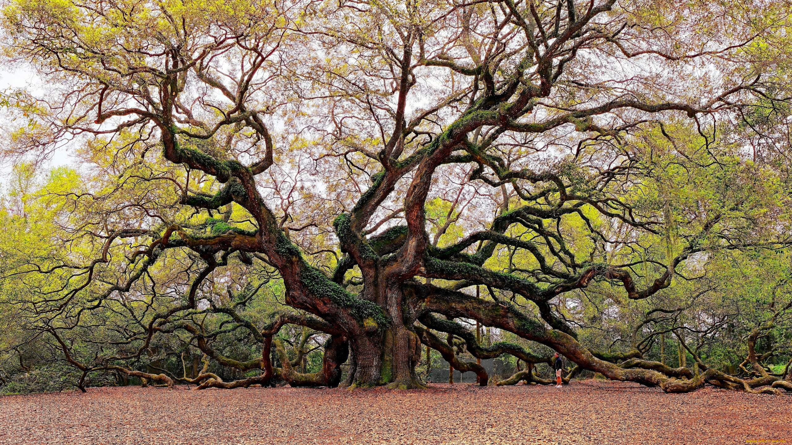 angel oak, south carolina, , , angel, oak, south, carolina